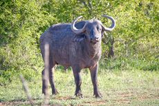 Afrikanischer Büffel (35 von 102).jpg